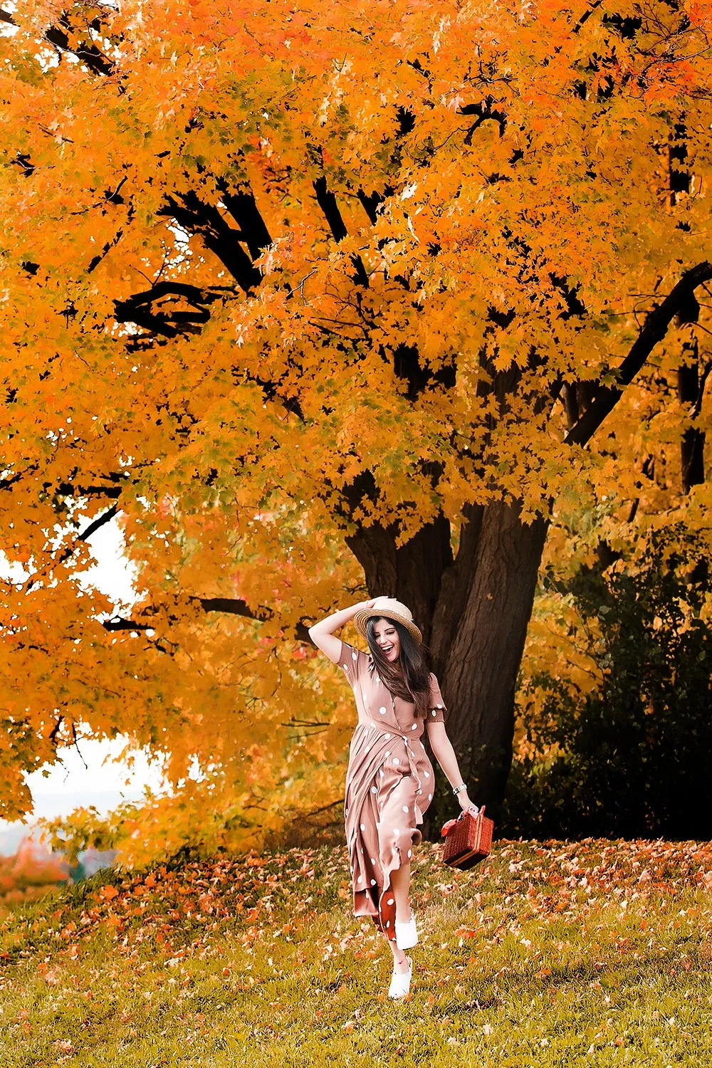 Colourful autumn leaves in fall