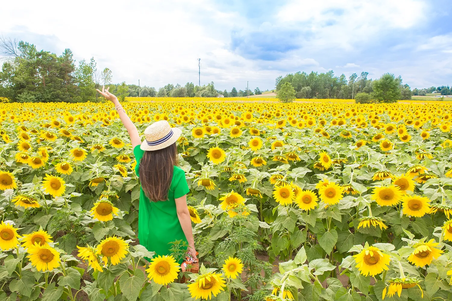 A dreamy summer day among the sunflowers