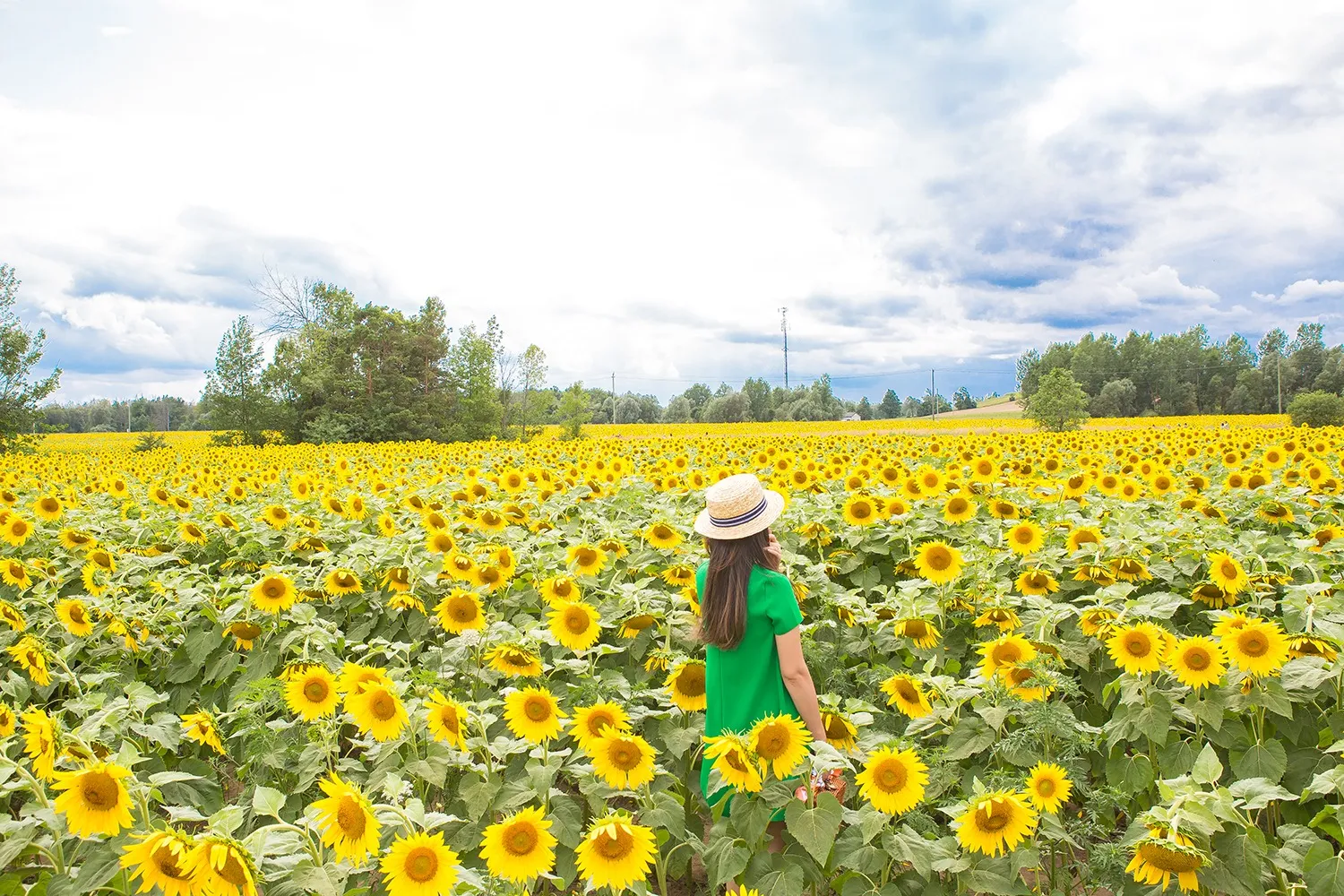 Walking through the 75-acre sunflower field
