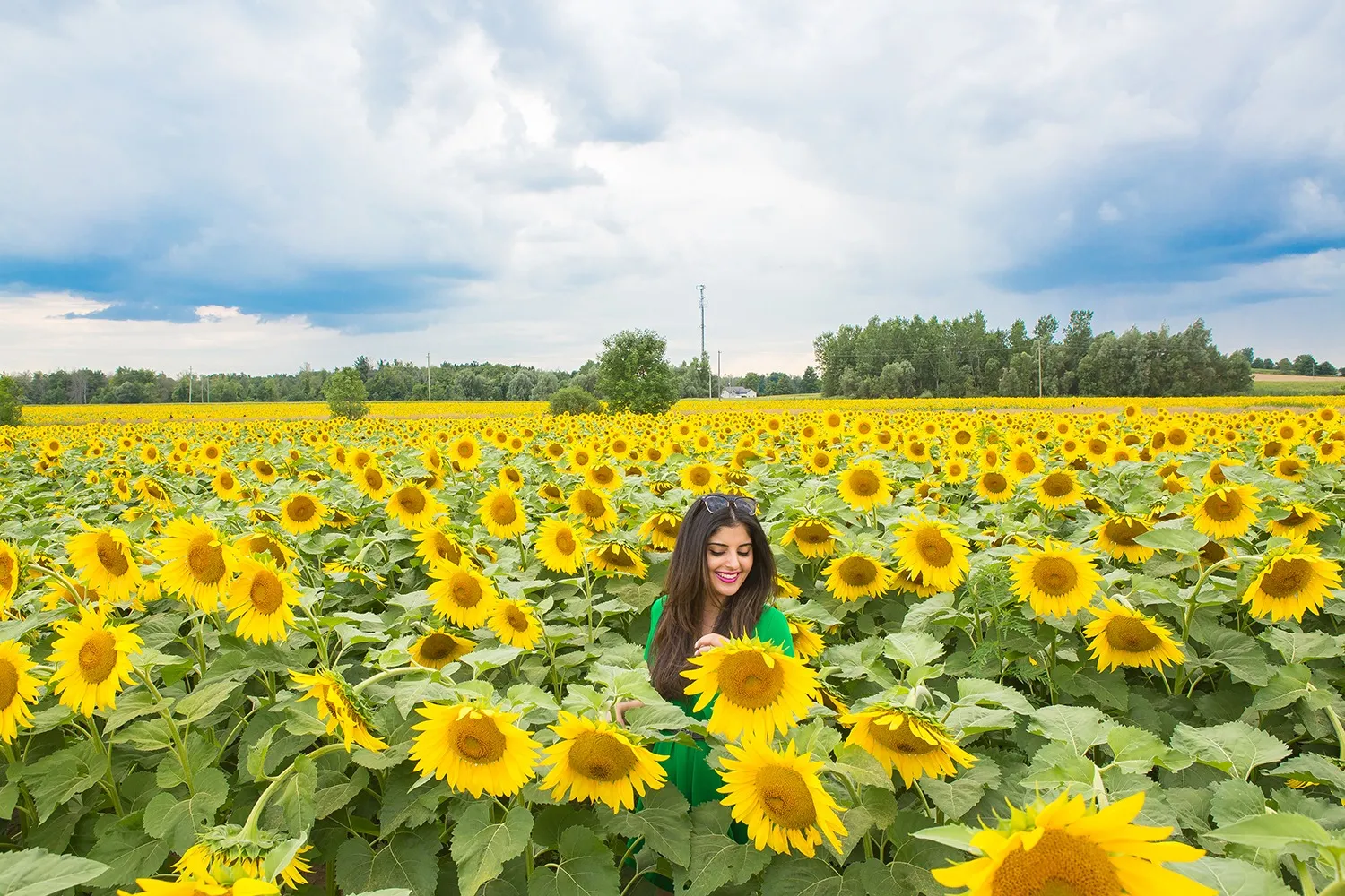 Endless rows of sunflowers in Hamilton, Ontario