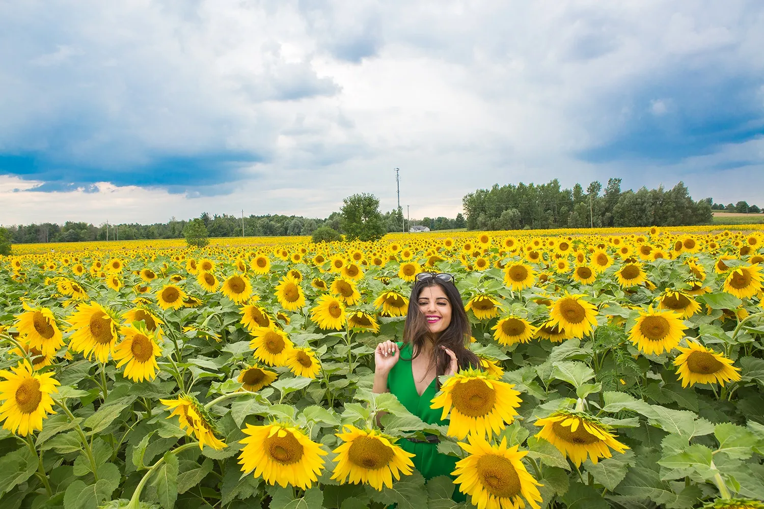 Bright yellow sunflowers in bloom