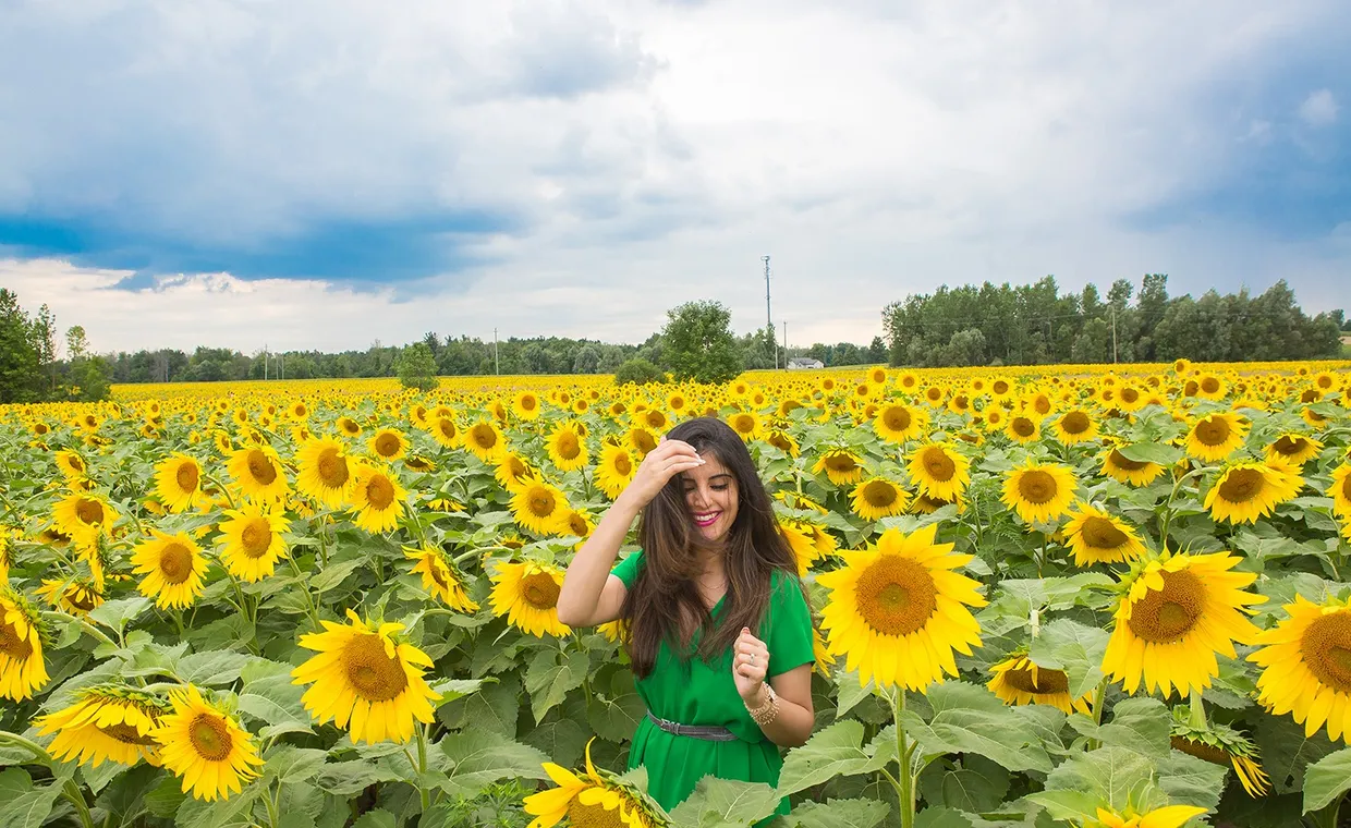 Dreams & Sunflower Fields